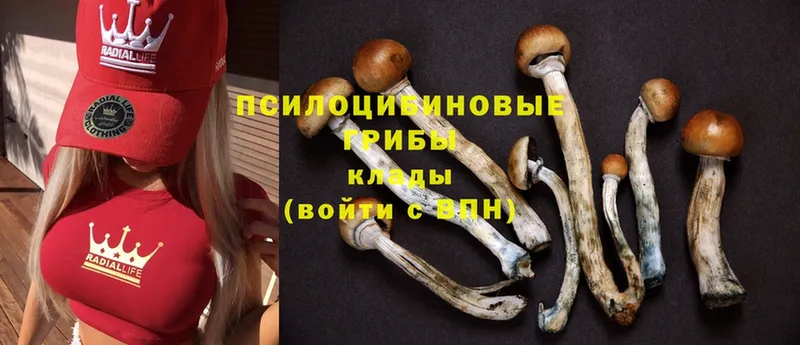 Галлюциногенные грибы Cubensis  дарнет шоп  даркнет какой сайт  Новое Девяткино  гидра зеркало 